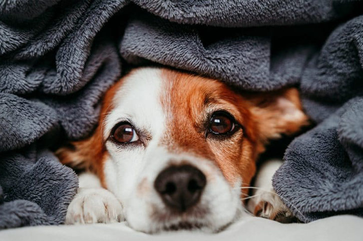 Comfort Starts with a Blanket