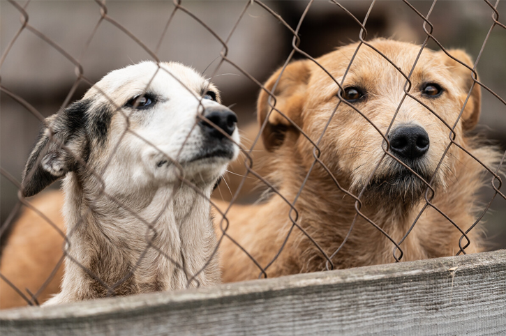 Help Us Buy a Permanent Shelter